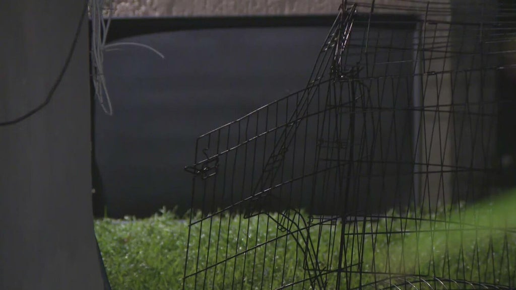 911 call captures frantic report of dog chasing, biting children in Miami — CBS Miami, Wesley Chapel Health news
