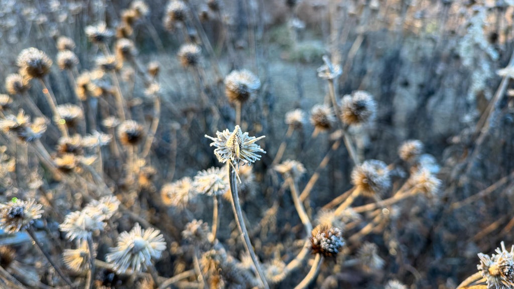 Breezy winds bring cool air to Minnesota, with first frost possible in the metro Friday night — WCCO / CBS Minnesota, Wesley Chapel Sports news