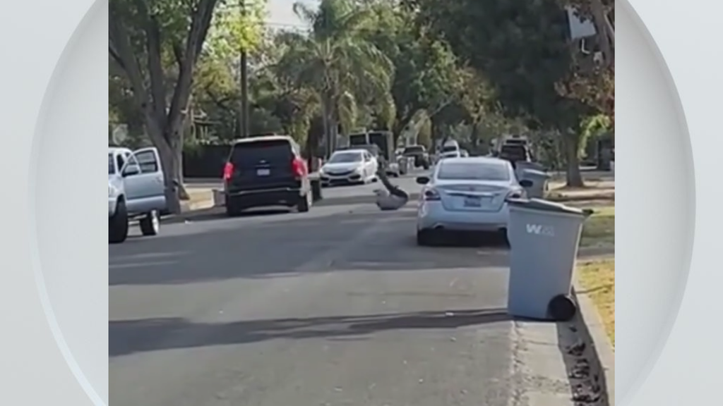 Federal immigration vehicle hits pedestrian in Woodland, police say — CBS Bay Area (KPIX), Wesley Chapel Health news
