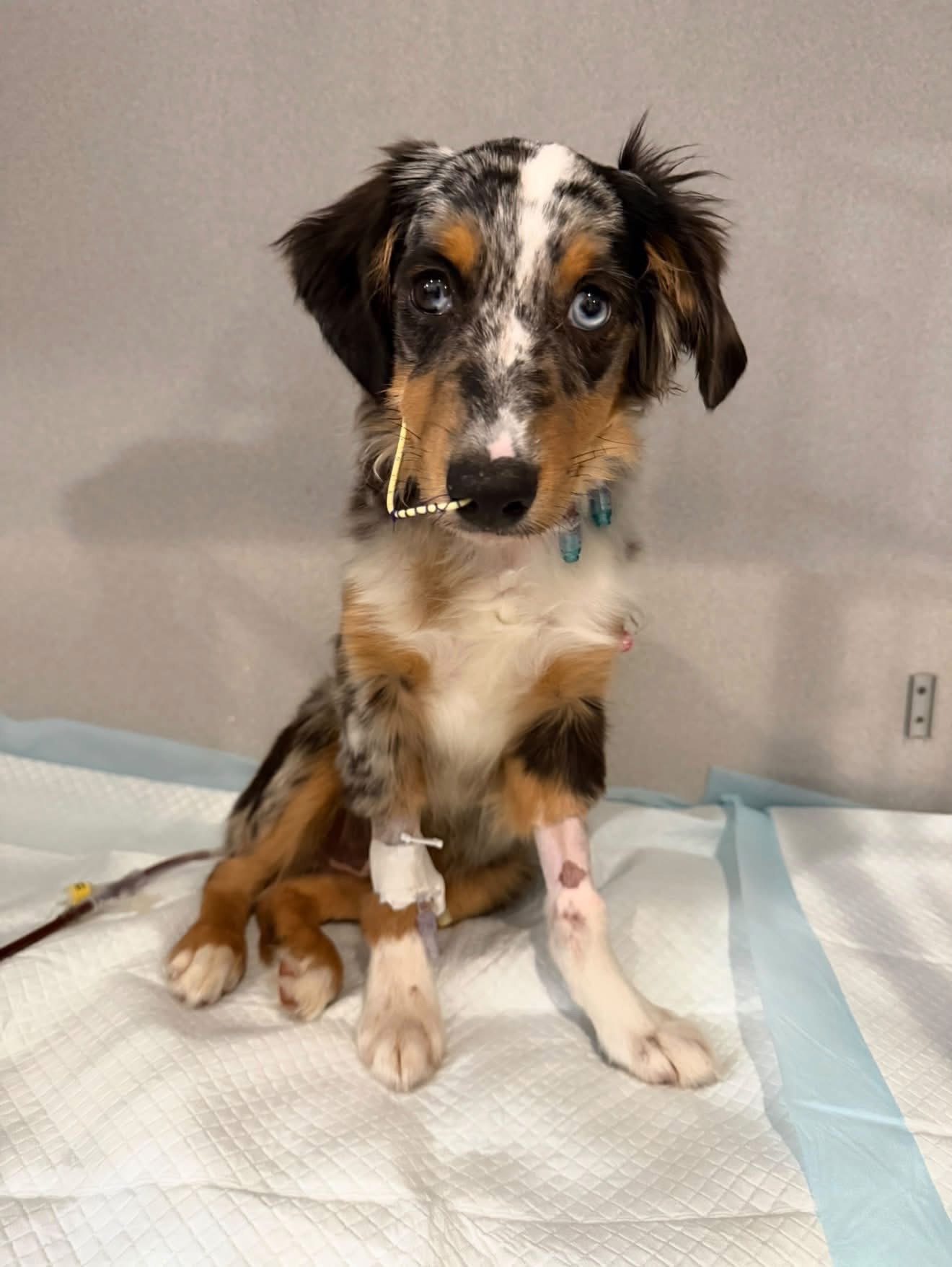 Puppy's Parvo fight highlights red flags for pet buyers — WFTS ABC Action News Tampa, Wesley Chapel Health news