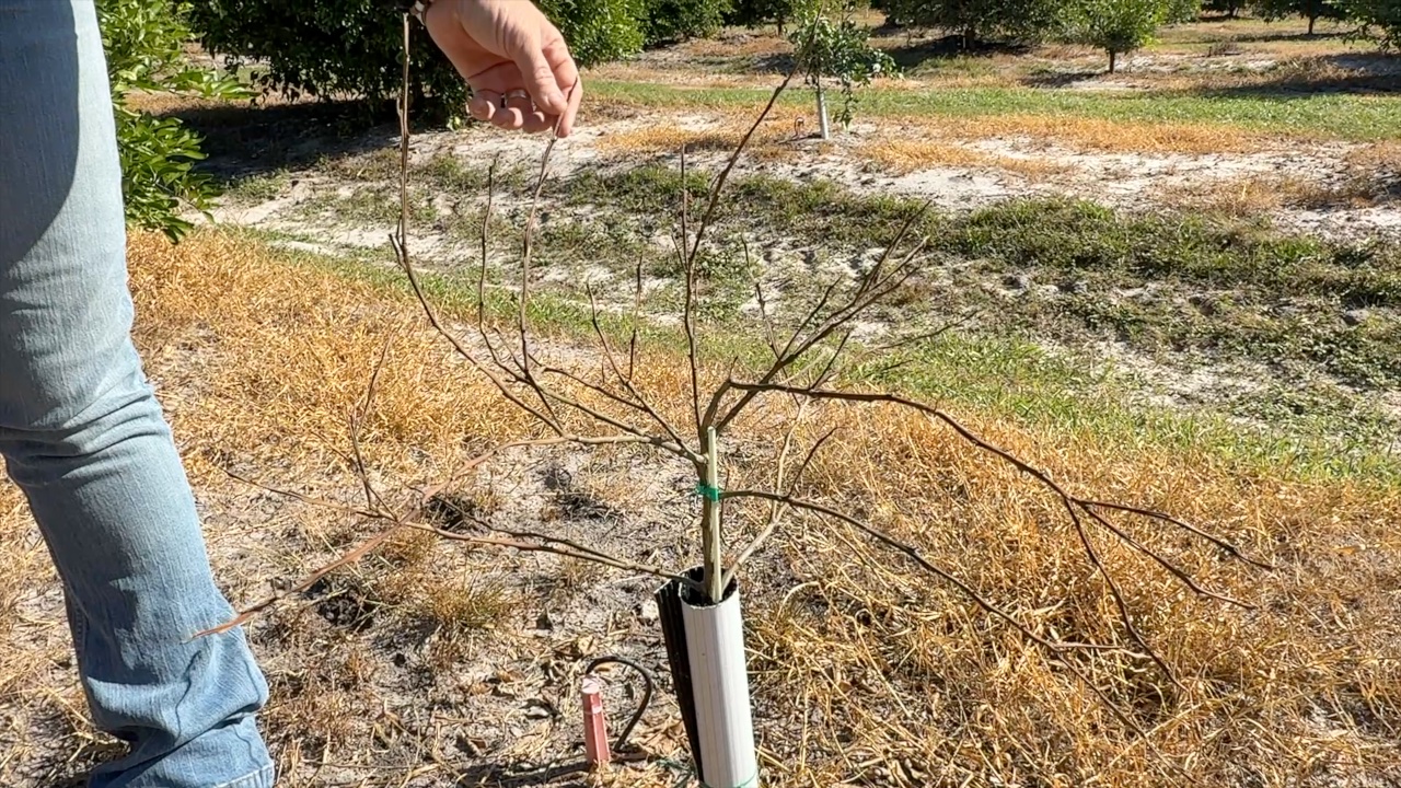 Extreme weather drastically cuts Polk County farmers' citrus yield — Wesley Chapel Sports news