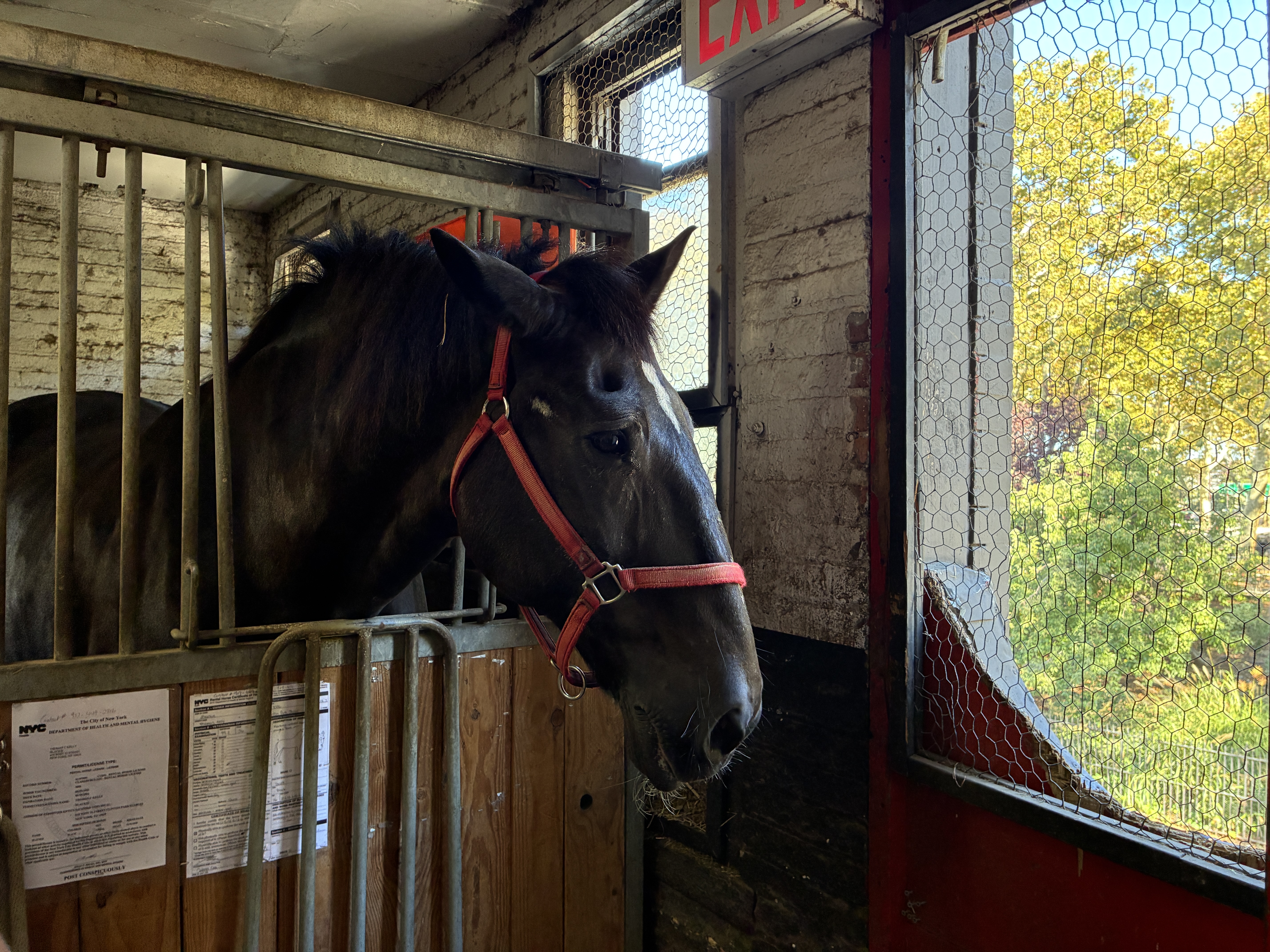 NYC’s horse carriage drivers feel betrayed as lawmakers set to abolish industry — Gothamist