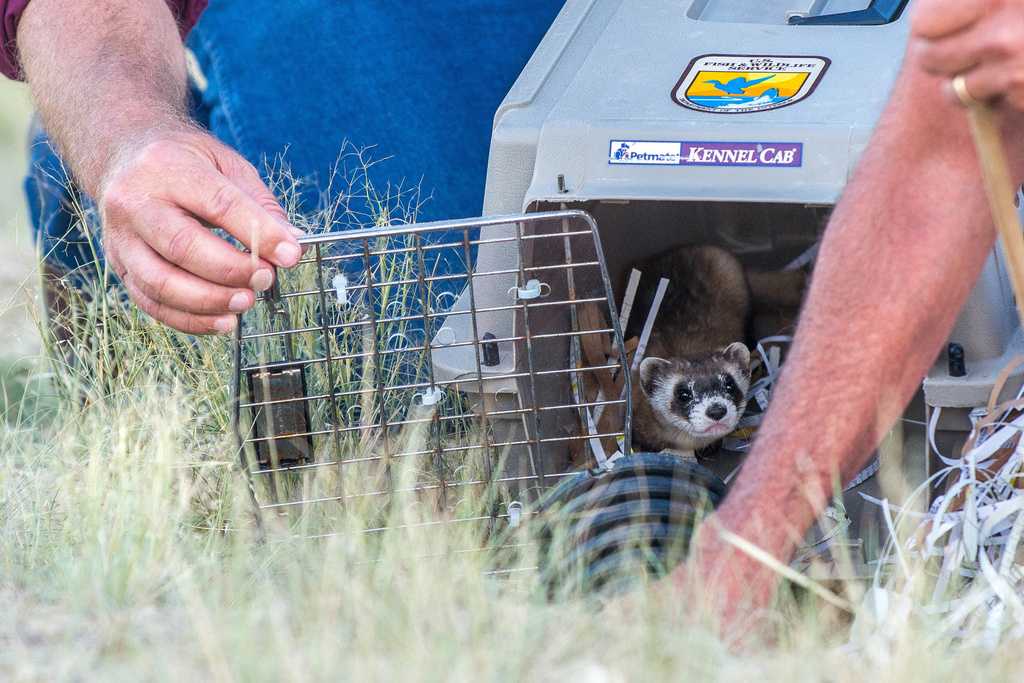 No black-footed ferrets found in Meeteetse, Wyoming, 40 years after a rescue saved the species — WESH 2 Orlando