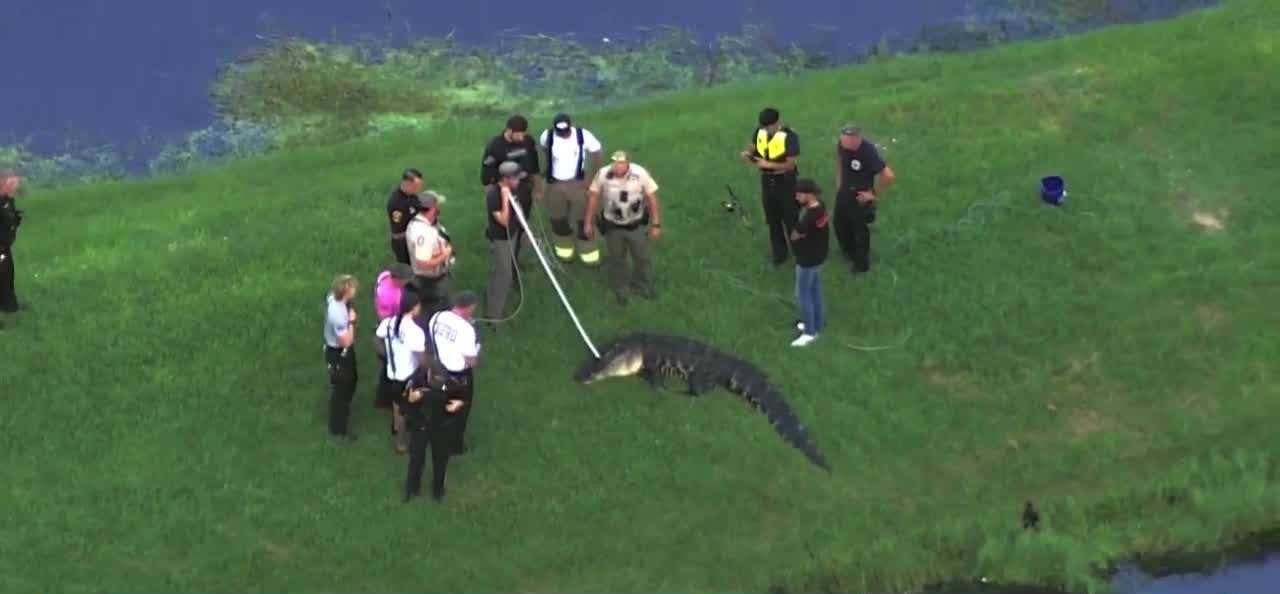 71-year-old man dies after alligator attack in Winter Garden — WPBF West Palm Beach