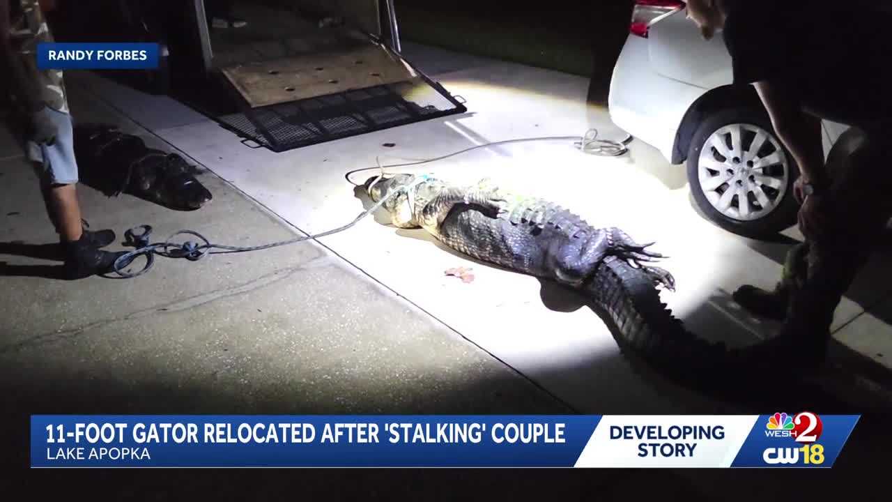11-foot gator removed from Lake Apopka property after 'stalking' couple — WESH 2 Orlando, Wesley Chapel Real Estate news