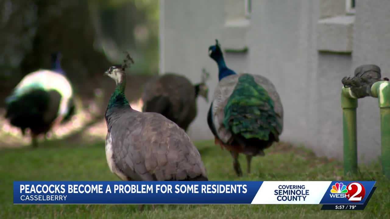Peacocks vs. property owners: Casselberry rethinks peacock protections amid property damage complaints — WESH 2 Orlando, Wesley Chapel Real Estate news