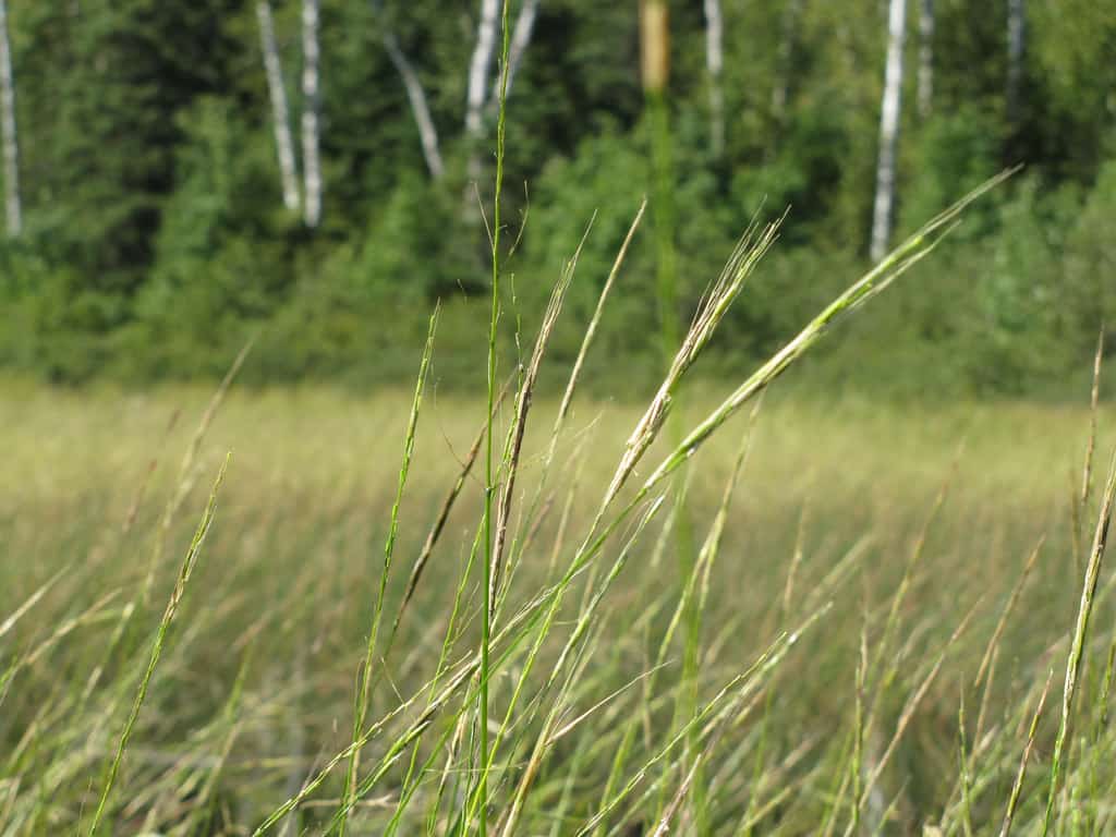 Minnesota DNR seeks public input on landscape-level plans for WMAs, AMAs — KFGO, Wesley Chapel Community news