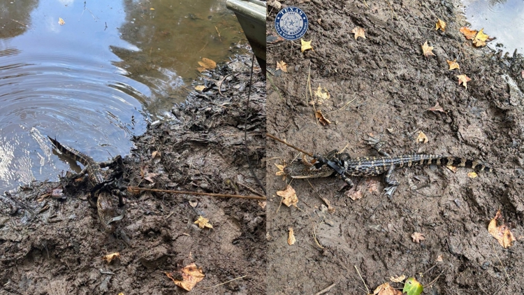 Alligator found tied to boat in East Texas pond; man cited for illegal possession, wardens say — KHOU 11 (Houston), Wesley Chapel Sports news