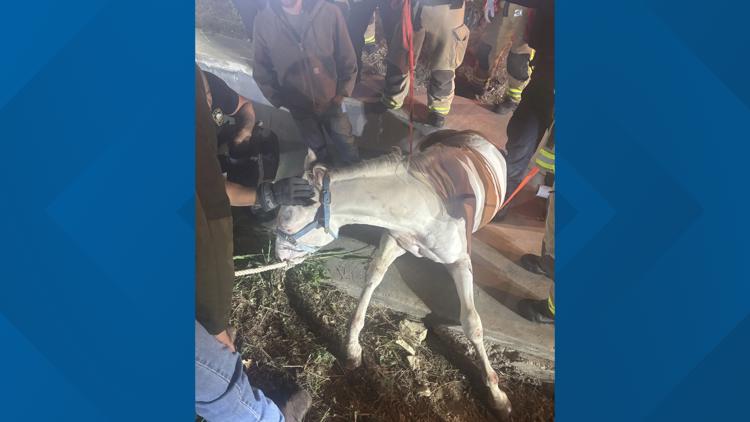 Plano firefighters rescue horse trapped in drainage ditch after escaping near Highway 121 — WFAA (Dallas-Fort Worth), Wesley Chapel Community news