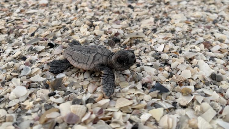 Only 2 turtle nests left on Anna Maria Island beaches amid flooding from Hurricane Isaias — WTSP 10 Tampa Bay, Wesley Chapel Community news