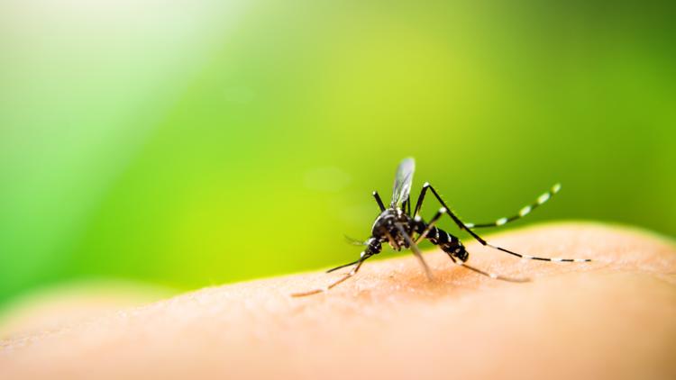 Hillsborough, Pinellas extend states of emergency due to rise in dengue cases — WTSP 10 Tampa Bay, Wesley Chapel Community news