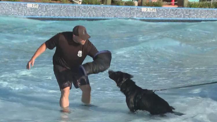 Tampa police K-9s train at theme park to prepare for emergencies — WTSP 10 Tampa Bay, Wesley Chapel Community news