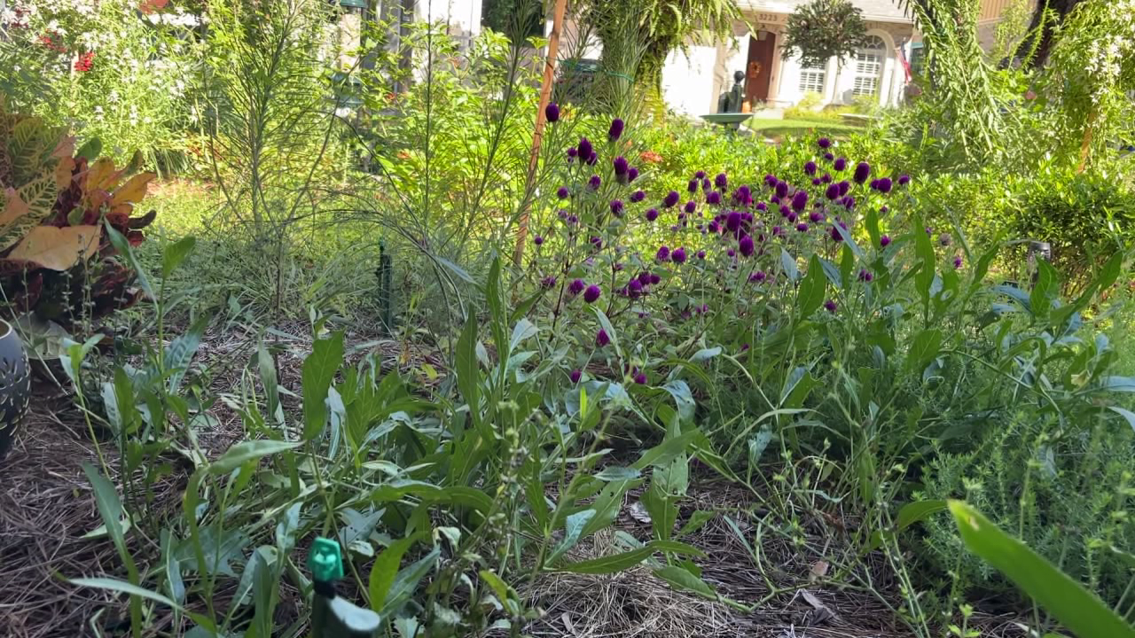Tampa offers homeowners up to $3,000 in rebates to replace grass with native plants: Here's how to cash in — FOX 13 Tampa Bay News, Wesley Chapel Community news