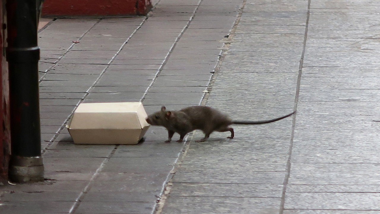 Rats and mice are the worst in these U.S. cities, new ranking finds — FOX 13 Tampa Bay News, Wesley Chapel Business news
